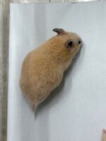 シリアンハムスターの画像3