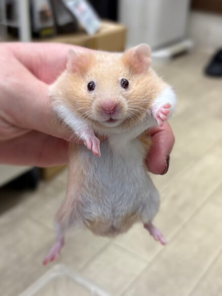 シリアンハムスターのメイン画像