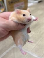 シリアンハムスターの画像1