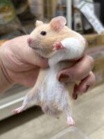 シリアンハムスターの画像2