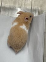 シリアンハムスターの画像3