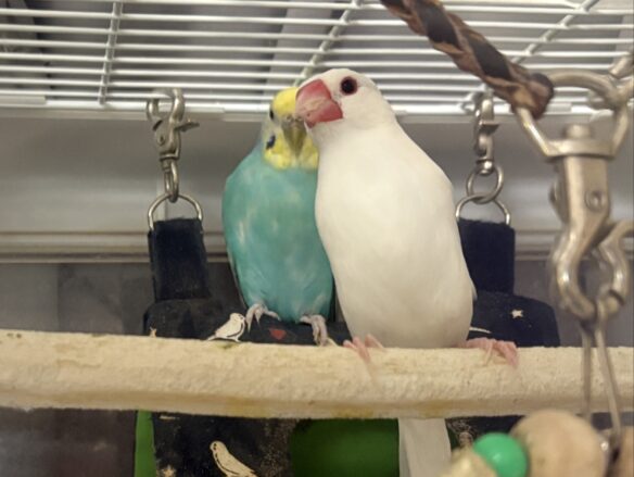 ブンチョウとセキセイインコのペア（成鳥）里親さん募集のメイン画像