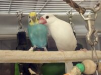 ブンチョウとセキセイインコのペア(成鳥)里親さん募集の画像1