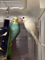 ブンチョウとセキセイインコのペア(成鳥)里親さん募集の画像2