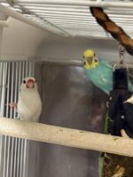 ブンチョウとセキセイインコのペア(成鳥)里親さん募集の画像3