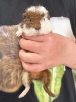 テディモルモットベビー♀（三毛）2025年9月生まれ｜ピュア☆アニマル（東京都大田区・エキゾチック専門店）の画像4