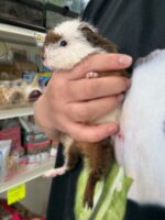 テディモルモットベビー♀（三毛）2025年9月生まれ｜ピュア☆アニマル（東京都大田区・エキゾチック専門店）の画像2