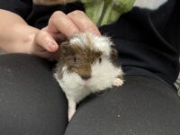 テディモルモットベビー♀（三毛）2025年9月生まれ｜ピュア☆アニマル（東京都大田区・エキゾチック専門店）の画像3