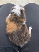 テディモルモットベビー♀（三毛）2025年9月生まれ｜ピュア☆アニマル（東京都大田区・エキゾチック専門店）の画像4