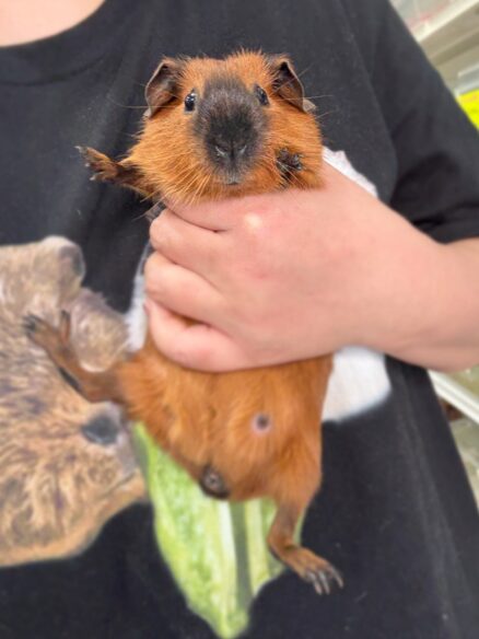 ロシアンスモーク（カルフォルニアン レッド）モルモット♀ 2025年8月生まれ｜ピュア☆アニマル（東京都大田区・エキゾチック生体販売）のメイン画像