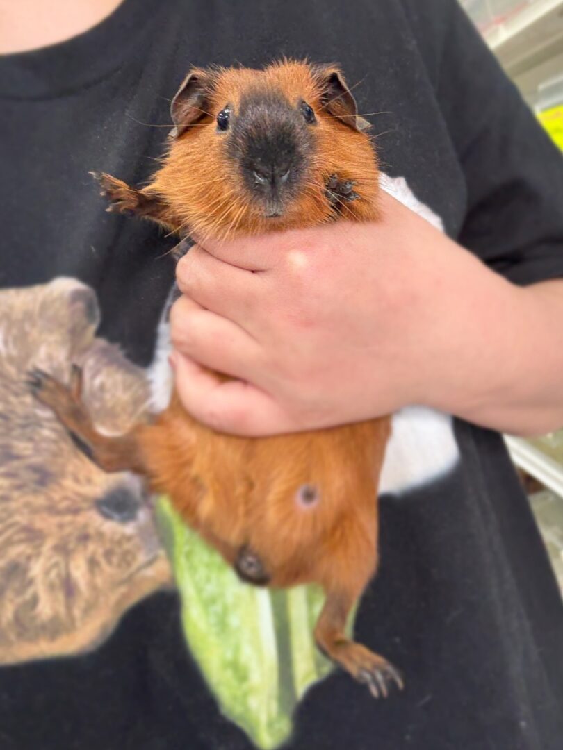 ロシアンスモーク（カルフォルニアン レッド）モルモット♀ 2025年8月生まれ｜ピュア☆アニマル（東京都大田区・エキゾチック生体販売）のメイン画像