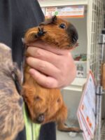 ロシアンスモーク（カルフォルニアン レッド）モルモット♀ 2025年8月生まれ｜ピュア☆アニマル（東京都大田区・エキゾチック生体販売）の画像1