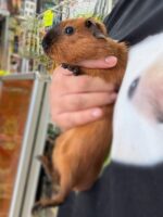 ロシアンスモーク（カルフォルニアン レッド）モルモット♀ 2025年8月生まれ｜ピュア☆アニマル（東京都大田区・エキゾチック生体販売）の画像2