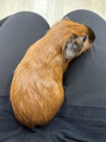 ロシアンスモーク（カルフォルニアン レッド）モルモット♀ 2025年8月生まれ｜ピュア☆アニマル（東京都大田区・エキゾチック生体販売）の画像3