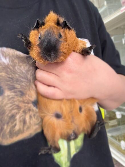 ロシアンスモーク（カルフォルニアン レッド）モルモット♀ 2025年8月生まれ｜ピュア☆アニマル（東京都大田区・エキゾチック生体販売）のメイン画像