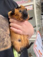 ロシアンスモーク（カルフォルニアン レッド）モルモット♀ 2025年8月生まれ｜ピュア☆アニマル（東京都大田区・エキゾチック生体販売）の画像1