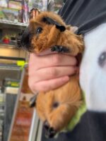 ロシアンスモーク（カルフォルニアン レッド）モルモット♀ 2025年8月生まれ｜ピュア☆アニマル（東京都大田区・エキゾチック生体販売）の画像2