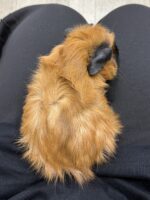 ロシアンスモーク（カルフォルニアン レッド）モルモット♀ 2025年8月生まれ｜ピュア☆アニマル（東京都大田区・エキゾチック生体販売）の画像3