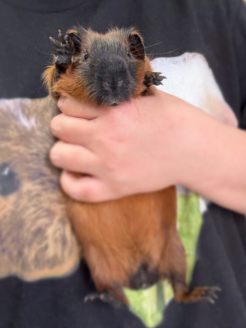 ロシアンスモーク（カルフォルニアン レッド）モルモット♀ 2025年8月生まれ｜ピュア☆アニマル（東京都大田区・エキゾチック生体販売）のメイン画像