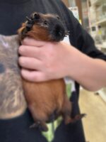 ロシアンスモーク（カルフォルニアン レッド）モルモット♀ 2025年8月生まれ｜ピュア☆アニマル（東京都大田区・エキゾチック生体販売）の画像1