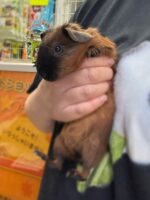 ロシアンスモーク（カルフォルニアン レッド）モルモット♀ 2025年8月生まれ｜ピュア☆アニマル（東京都大田区・エキゾチック生体販売）の画像2