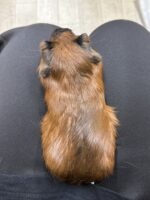 ロシアンスモーク（カルフォルニアン レッド）モルモット♀ 2025年8月生まれ｜ピュア☆アニマル（東京都大田区・エキゾチック生体販売）の画像3