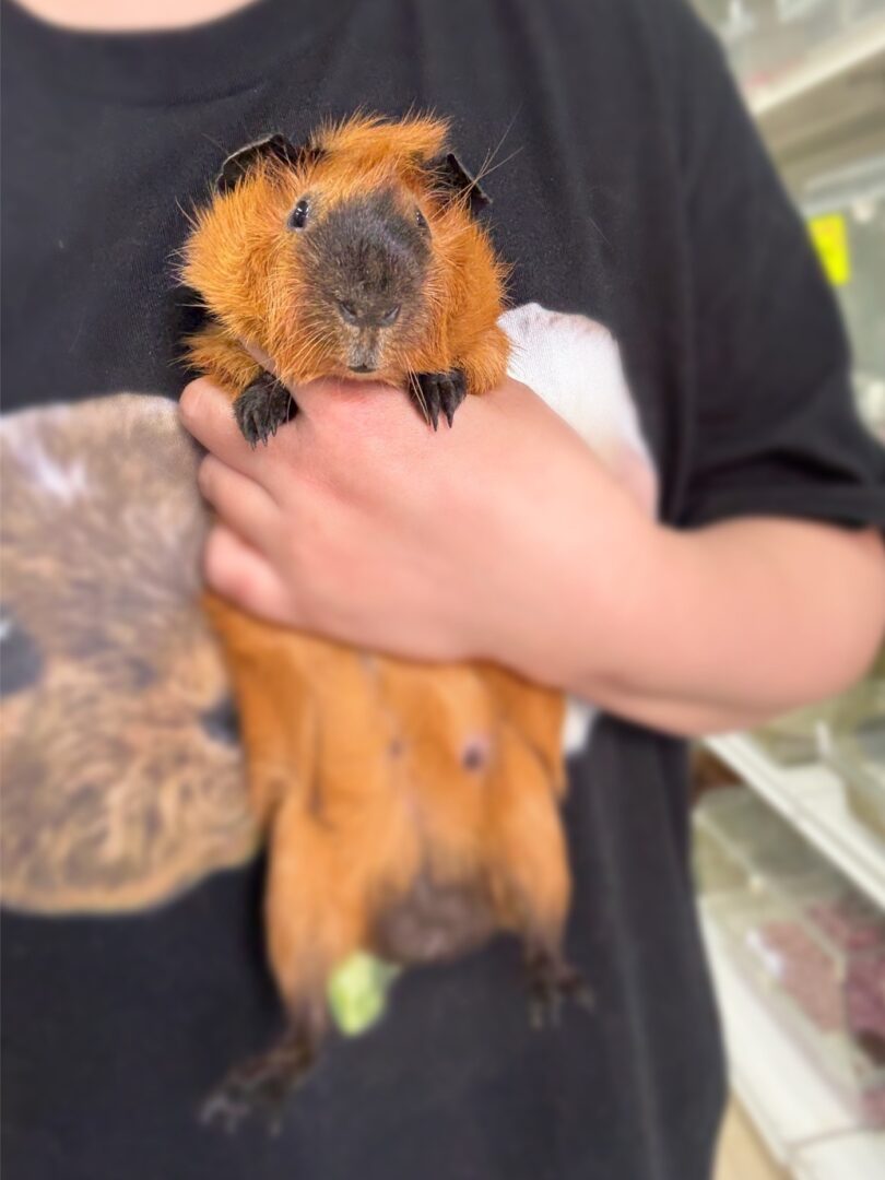 ロシアンスモーク（カルフォルニアン レッド）モルモット♀ 2025年8月生まれ｜ピュア☆アニマル（東京都大田区・エキゾチック生体販売）のメイン画像