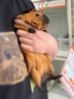 ロシアンスモーク（カルフォルニアン レッド）モルモット♀ 2025年8月生まれ｜ピュア☆アニマル（東京都大田区・エキゾチック生体販売）の画像1