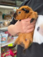 ロシアンスモーク（カルフォルニアン レッド）モルモット♀ 2025年8月生まれ｜ピュア☆アニマル（東京都大田区・エキゾチック生体販売）の画像2