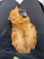 ロシアンスモーク（カルフォルニアン レッド）モルモット♀ 2025年8月生まれ｜ピュア☆アニマル（東京都大田区・エキゾチック生体販売）の画像3