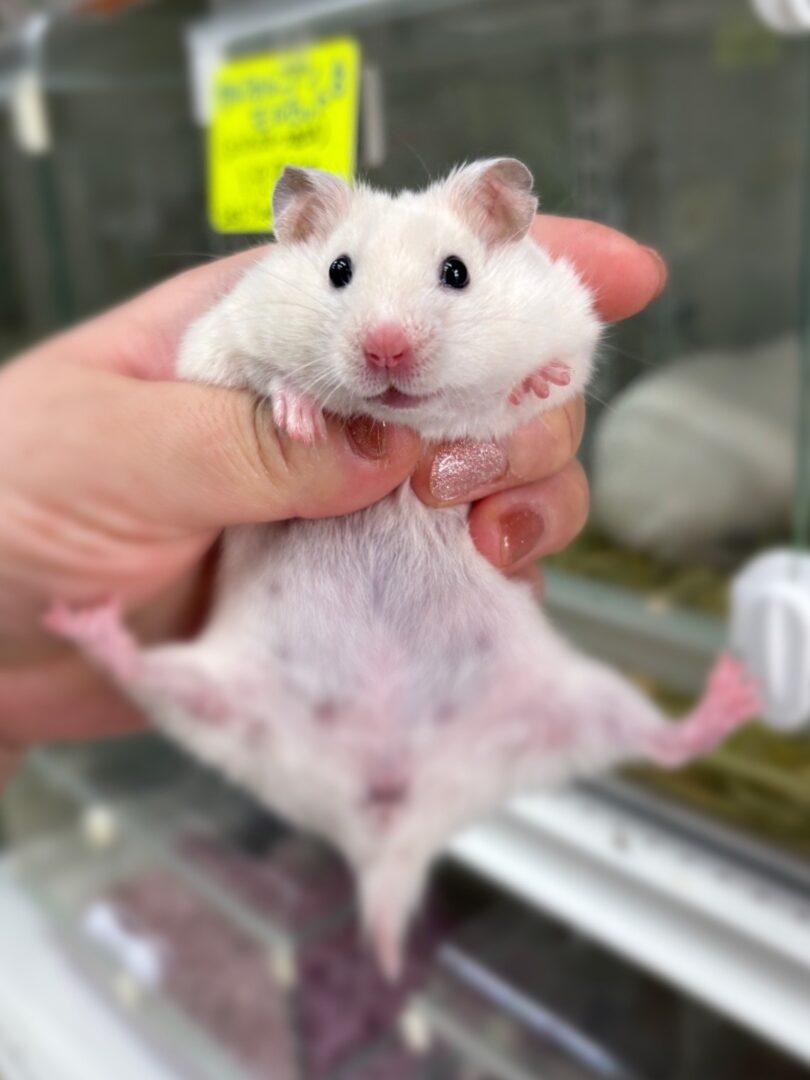 シリアンハムスターベビー アイボリー♀ 2025年9月生まれ｜ピュア☆アニマル（東京都大田区・小動物専門店）のメイン画像