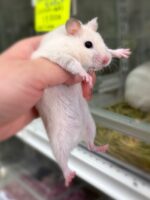 シリアンハムスターベビー アイボリー♀ 2025年9月生まれ｜ピュア☆アニマル（東京都大田区・小動物専門店）の画像1