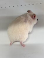 シリアンハムスターベビー アイボリー♀ 2025年9月生まれ｜ピュア☆アニマル（東京都大田区・小動物専門店）の画像3