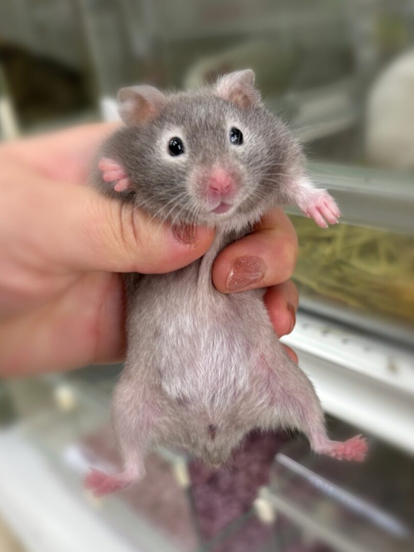 シリアンハムスターベビー セーブル♀ 2025年9月生まれ｜ピュア☆アニマル（東京都大田区・小動物専門店）のメイン画像