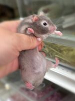 シリアンハムスターベビー セーブル♀ 2025年9月生まれ｜ピュア☆アニマル（東京都大田区・小動物専門店）の画像1