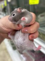 シリアンハムスターベビー セーブル♀ 2025年9月生まれ｜ピュア☆アニマル（東京都大田区・小動物専門店）の画像2