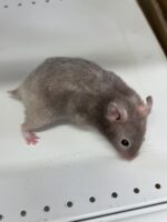 シリアンハムスターベビー セーブル♀ 2025年9月生まれ｜ピュア☆アニマル（東京都大田区・小動物専門店）の画像3