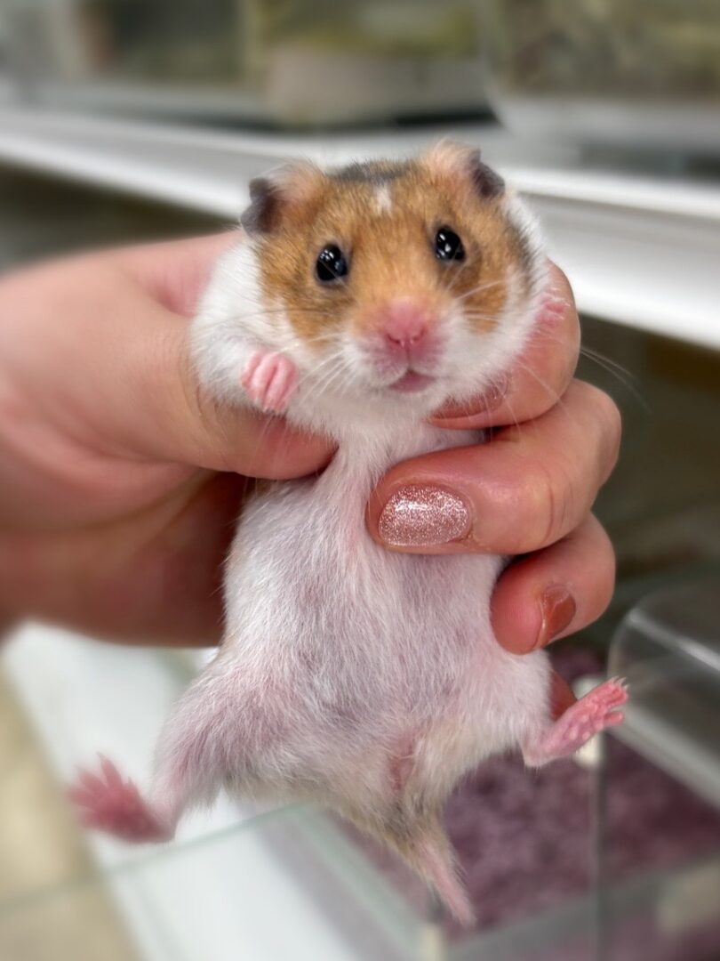 ゴールデンハムスターベビー ノーマル♀ 2025年9月生まれ｜ピュア☆アニマル（東京都大田区・小動物専門店）のメイン画像