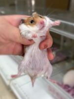 ゴールデンハムスターベビー ノーマル♀ 2025年9月生まれ｜ピュア☆アニマル（東京都大田区・小動物専門店）の画像1