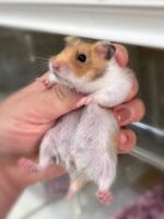 ゴールデンハムスターベビー ノーマル♀ 2025年9月生まれ｜ピュア☆アニマル（東京都大田区・小動物専門店）の画像2