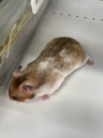 ゴールデンハムスターベビー ノーマル♀ 2025年9月生まれ｜ピュア☆アニマル（東京都大田区・小動物専門店）の画像3