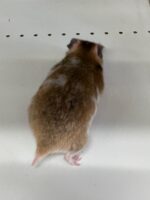 ゴールデンハムスターベビー ノーマル♀ 2025年9月生まれ｜ピュア☆アニマル（東京都大田区・小動物専門店）の画像4