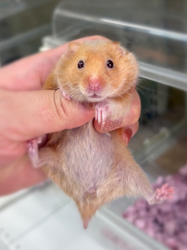 シリアンハムスターベビー シナモン♀ 2025年9月生まれ｜ピュア☆アニマル（東京都大田区・小動物専門店）のメイン画像