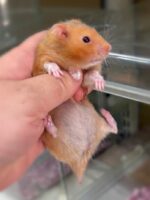 シリアンハムスターベビー シナモン♀ 2025年9月生まれ｜ピュア☆アニマル（東京都大田区・小動物専門店）の画像1