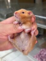 シリアンハムスターベビー シナモン♀ 2025年9月生まれ｜ピュア☆アニマル（東京都大田区・小動物専門店）の画像2