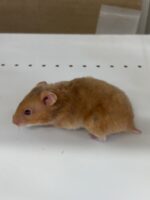 シリアンハムスターベビー シナモン♀ 2025年9月生まれ｜ピュア☆アニマル（東京都大田区・小動物専門店）の画像3