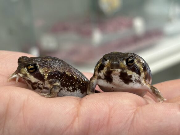 アメフクラガエル（Breviceps adspersus）販売｜ピュアアニマル（小動物専門店）のメイン画像