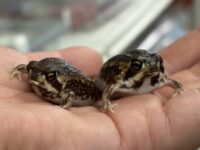 アメフクラガエルの画像1