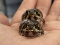 アメフクラガエルの画像2