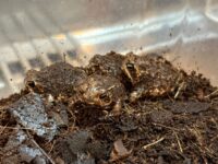 アメフクラガエルの画像4